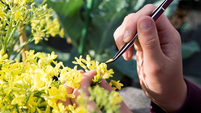 Ce nouveau levier génétique N-Flex est le fruit d’un programme de dix ans. © LIMAGRAIN